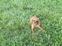 AKC George , a male Cavalier King Charles Spaniel for sale in Troy, MO – 2 of 8