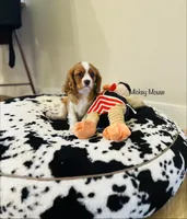 processed/821a27b2-fa1a-4b98-ba55-cc2f15dfd514/listing/b38f6c5c-ece9-4b18-b65a-df0780f0e9c4/97207596-553e-41f9-9408-c3b20c297446