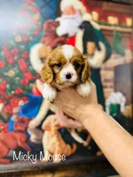 processed/821a27b2-fa1a-4b98-ba55-cc2f15dfd514/listing/b38f6c5c-ece9-4b18-b65a-df0780f0e9c4/9eed7db6-87bd-44ef-b2f1-55138b7f0f3e