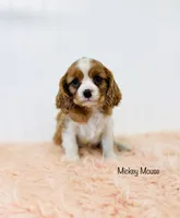 processed/821a27b2-fa1a-4b98-ba55-cc2f15dfd514/listing/b38f6c5c-ece9-4b18-b65a-df0780f0e9c4/b865ff89-8c87-4e67-baaf-c35a62a6ac59