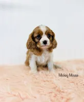 processed/821a27b2-fa1a-4b98-ba55-cc2f15dfd514/listing/b38f6c5c-ece9-4b18-b65a-df0780f0e9c4/cbc20cba-9ddd-49f0-acb5-dd497616c17a