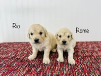 AKC Rio, a male Golden Retriever for sale in Troy, MO – 4 of 4