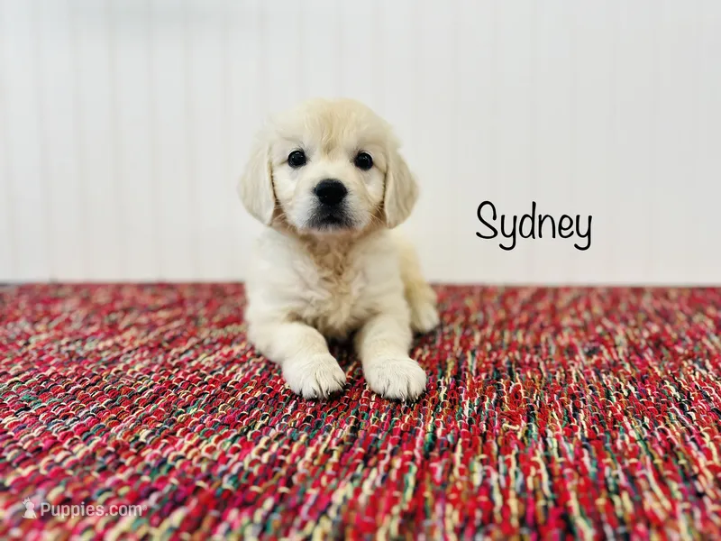 AKC Sydney  – English Cream Golden Retriever puppy for sale in Troy, MO