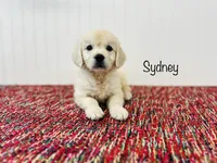 AKC Sydney , a female English Cream Golden Retriever for sale in Troy, MO – 1 of 4