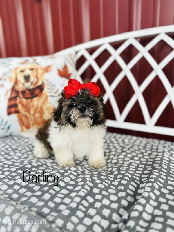 AKC Darling – Shih Tzu puppy for sale in Troy, MO