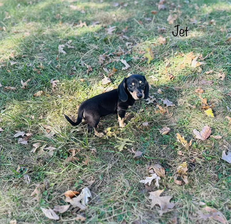 AKC Jet – Miniature Dachshund puppy for sale in Troy, MO