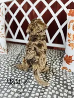 F1B M&M, a male Cockapoo for sale in Troy, MO – 3 of 3