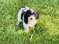 Stilton , a male Cavapoo for sale in Troy, MO – 3 of 5
