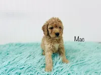 F1B Mac, a male Irish Doodle for sale in Troy, MO – 3 of 4