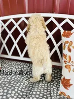 F1B Marshmallow , a male Cockapoo for sale in Troy, MO – 2 of 3