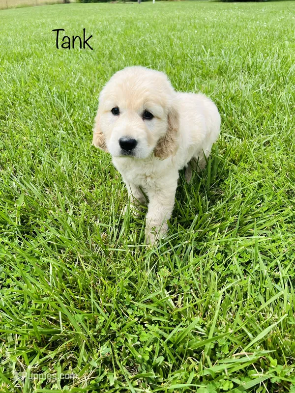 Tank  – Golden Irish puppy for sale in Troy, MO