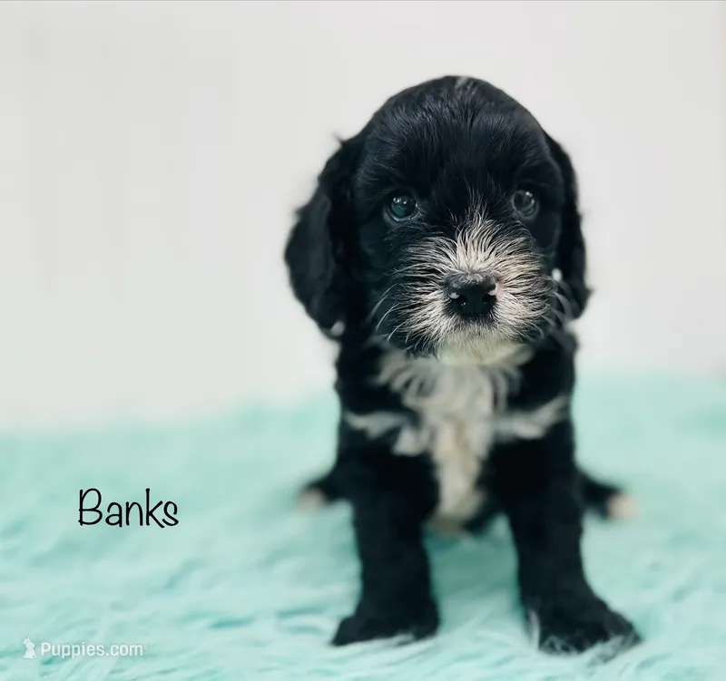 Banks – Cavapoo puppy for sale in Troy, MO