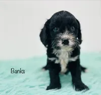 Banks, a male Cavapoo for sale in Troy, MO – 1 of 2