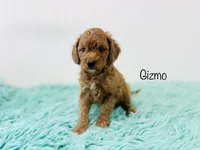 F1B Gizmo, a male Irish Doodle for sale in Troy, MO – 3 of 3