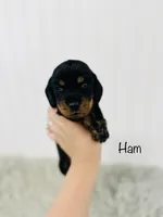 AKC Ham, a male Miniature Dachshund for sale in Troy, MO – 1 of 2