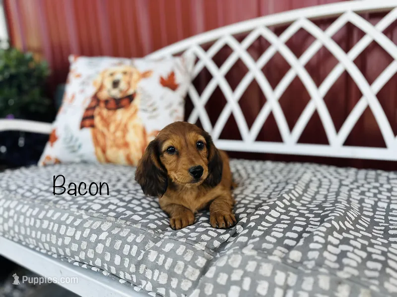 AKC Bacon – Miniature Dachshund puppy for sale in Troy, MO