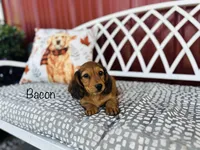 AKC Bacon, a male Miniature Dachshund for sale in Troy, MO – 1 of 4