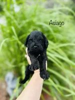 Asiago , a male Cavapoo for sale in Troy, MO – 2 of 2