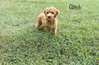 F1B Glitch, a male Irish Doodle for sale in Troy, MO – 3 of 7