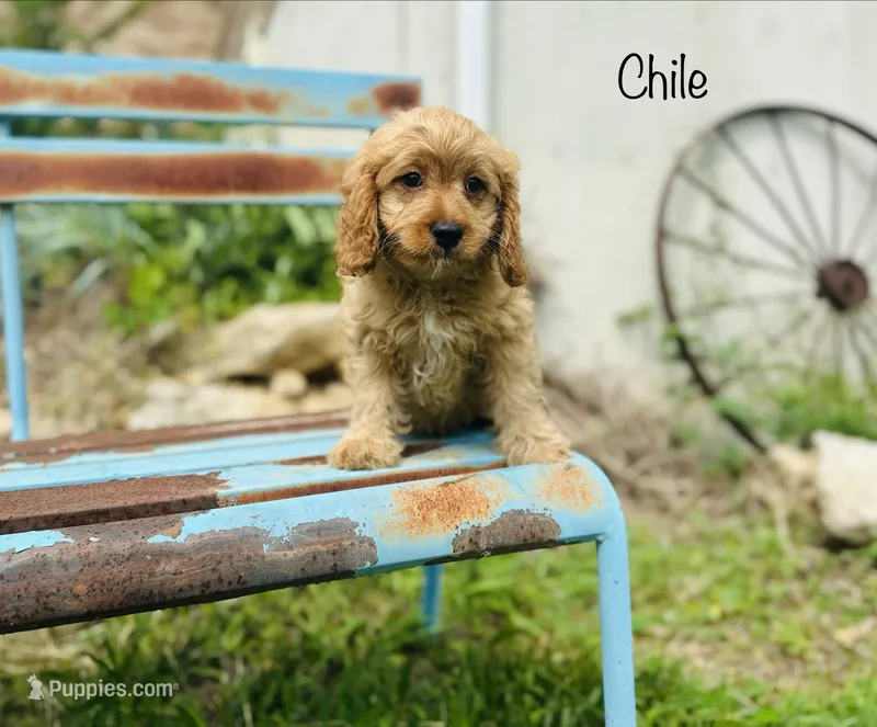 Chile – Cavapoo puppy for sale in Troy, MO