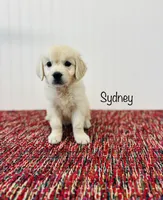 AKC Sydney , a female English Cream Golden Retriever for sale in Troy, MO – 3 of 4