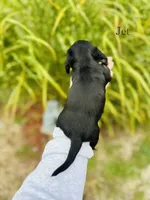 AKC Jet, a male Miniature Dachshund for sale in Troy, MO – 2 of 2
