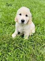 Tank , a male Golden Irish for sale in Troy, MO – 3 of 3