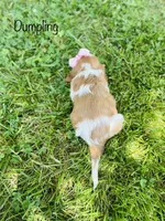 Dumpling , a female Cavalier King Charles Spaniel for sale in Troy, MO – 5 of 7