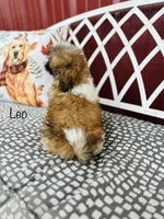 AKC Leo, a male Shih Tzu for sale in Troy, MO – 2 of 4