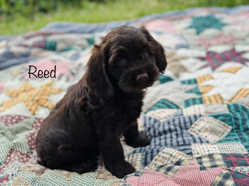 F1B Reed – Cockapoo puppy for sale in Troy, MO