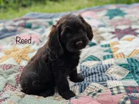 F1B Reed, a male Cockapoo for sale in Troy, MO – 1 of 3