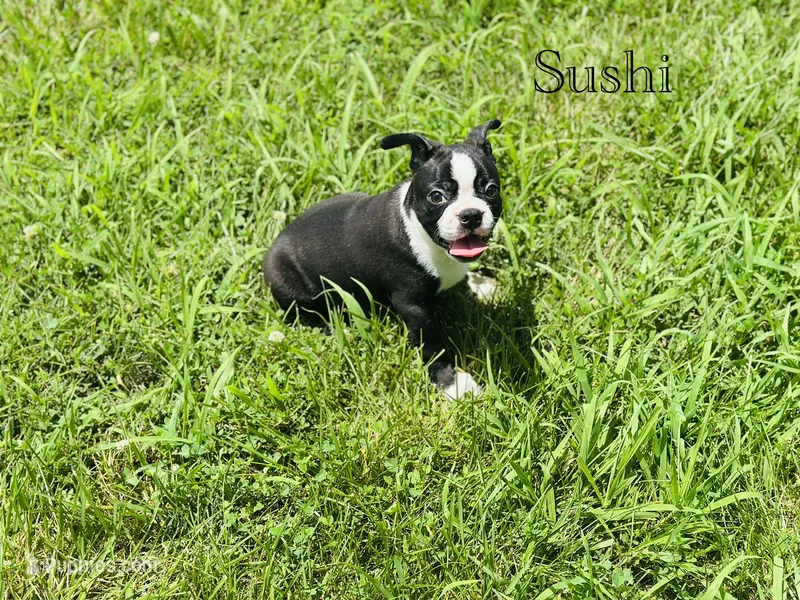 AKC Sushi – Boston Terrier puppy for sale in Troy, MO