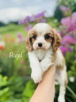 AKC Bagel, a male Cavalier King Charles Spaniel for sale in Troy, MO – 2 of 3