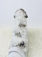 Sterling, a female Cockapoo for sale in Troy, MO – Photo 2 of 4