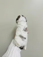 Sterling, a female Cockapoo for sale in Troy, MO – Photo 4 of 4