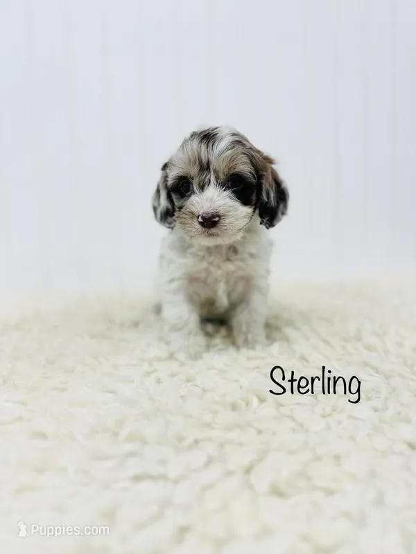 Sterling, a female Cockapoo for sale in Troy, MO – Photo 1 of 4