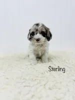Sterling, a female Cockapoo for sale in Troy, MO – Photo 1 of 4