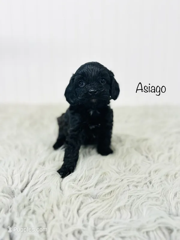 Asiago  – Cavapoo puppy for sale in Troy, MO