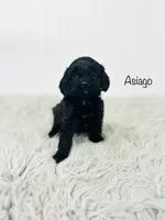 Asiago , a male Cavapoo for sale in Troy, MO – 1 of 2