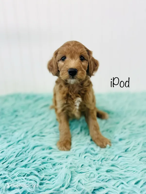 F1B iPod  – Irish Doodle puppy for sale in Troy, MO