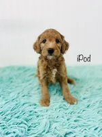 F1B iPod , a male Irish Doodle for sale in Troy, MO – 1 of 2