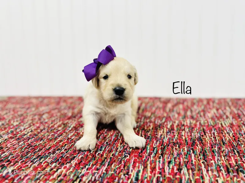 AKC Ella – Golden Retriever puppy for sale in Troy, MO