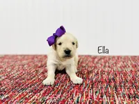 AKC Ella, a female Golden Retriever for sale in Troy, MO – Photo 1 of 2