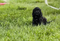 Asiago , a male Cavapoo for sale in Troy, MO – 5 of 7