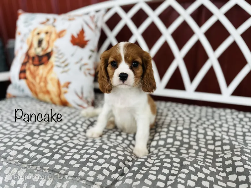 AKC Pancake  – Cavalier King Charles Spaniel puppy for sale in Troy, MO