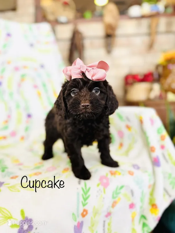 Cupcake  – Cockapoo puppy for sale in Troy, MO