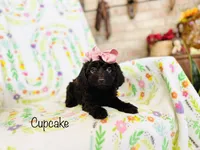 Cupcake , a female Cockapoo for sale in Troy, MO – Photo 2 of 2