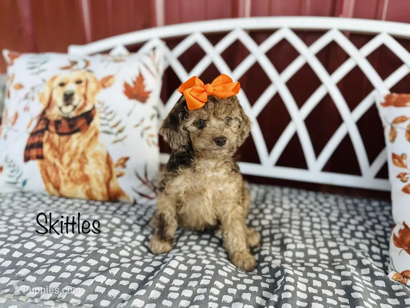 F1B Skittles – Cockapoo puppy for sale in Troy, MO