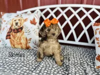F1B Skittles, a female Cockapoo for sale in Troy, MO – 1 of 3