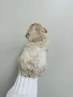 Goldie, a female Cockapoo for sale in Troy, MO – Photo 3 of 3